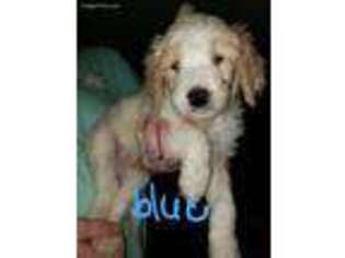 Goldendoodle Puppy for sale in Altmar, NY, USA