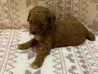 Cavapoo Puppy for sale in Buckhead, GA, USA