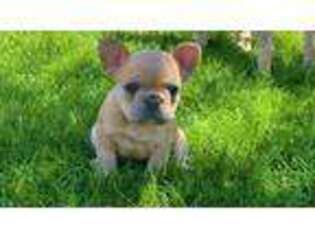 French Bulldog Puppy for sale in Fountain, CO, USA