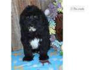 Mutt Puppy for sale in Abilene, TX, USA