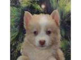 Siberian Husky Puppy for sale in Monroe, GA, USA