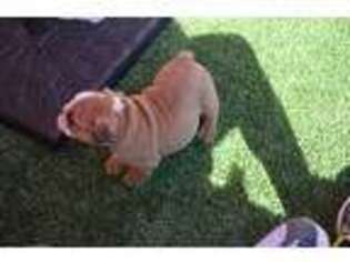 Bulldog Puppy for sale in Glendale, AZ, USA