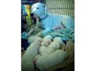 Dogo Argentino Puppy for sale in Lake Forest, CA, USA