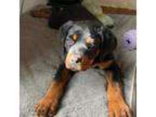 Rottweiler Puppy for sale in Industry, IL, USA