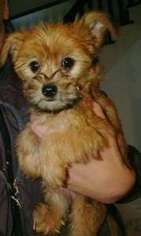 Yorkshire Terrier Puppy for sale in Warren, MA, USA
