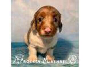 Dachshund Puppy for sale in George West, TX, USA
