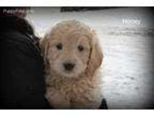 Goldendoodle Puppy for sale in Hayward, WI, USA