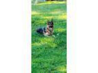 German Shepherd Dog Puppy for sale in Taylorsville, NC, USA