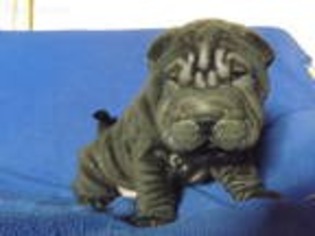 Mutt Puppy for sale in Alma, MI, USA