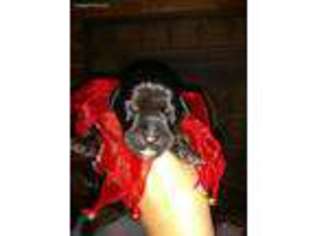 Doberman Pinscher Puppy for sale in Rowland, NC, USA