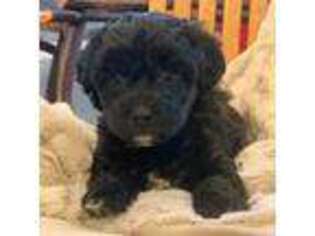 Mutt Puppy for sale in Ephrata, PA, USA