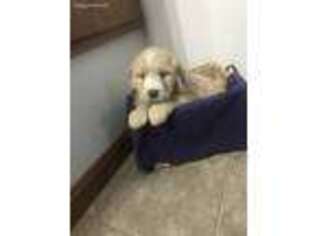 Goldendoodle Puppy for sale in Kokomo, IN, USA