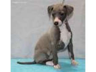 Italian Greyhound Puppy for sale in Burlington, KY, USA