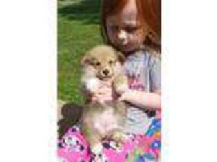 Pembroke Welsh Corgi Puppy for sale in Stanley, VA, USA