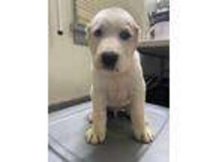 Mutt Puppy for sale in La Grande, OR, USA