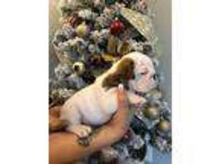 Bulldog Puppy for sale in Molena, GA, USA