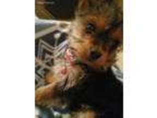 Yorkshire Terrier Puppy for sale in Littleton, NC, USA
