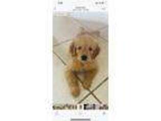 Goldendoodle Puppy for sale in Englewood, FL, USA