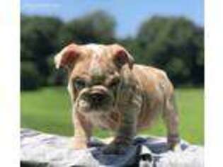 Bulldog Puppy for sale in Bayside, NY, USA