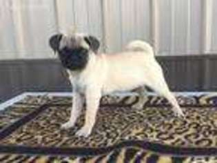 Pug Puppy for sale in Montgomery, IN, USA