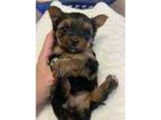 Yorkshire Terrier Puppy for sale in Lamar, CO, USA