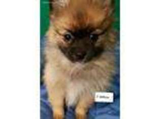 Pomeranian Puppy for sale in East Rutherford, NJ, USA
