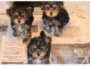 Yorkshire Terrier Puppy for sale in APEX, NC, USA