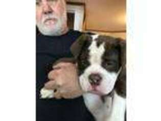 Alapaha Blue Blood Bulldog Puppy for sale in Richford, VT, USA