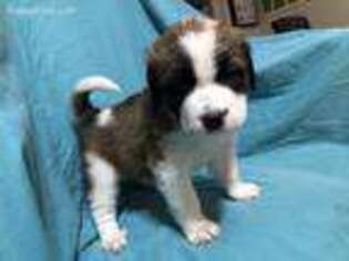 Saint Bernard Puppy for sale in Radcliff, KY, USA