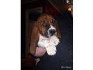 Basset Hound Puppy for sale in Bloomsburg, PA, USA