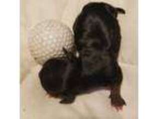 Yorkshire Terrier Puppy for sale in Hephzibah, GA, USA