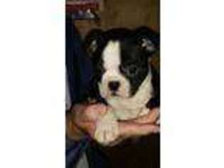 Boston Terrier Puppy for sale in Cooper, TX, USA