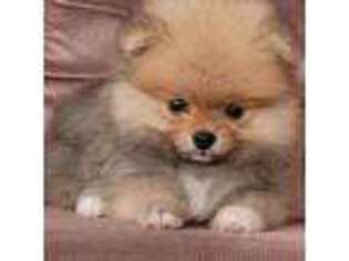 Pomeranian Puppy for sale in Hillman, MI, USA