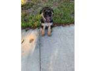 German Shepherd Dog Puppy for sale in Fort Myers, FL, USA