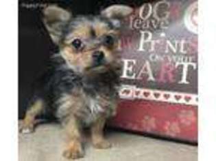 Chorkie Puppy for sale in Kingsport, TN, USA