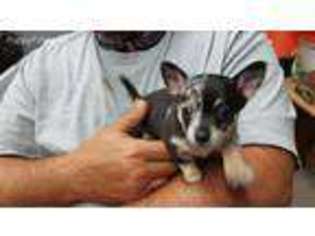 Chihuahua Puppy for sale in Sidney, IA, USA