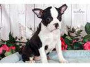 Boston Terrier Puppy for sale in Williamsport, PA, USA
