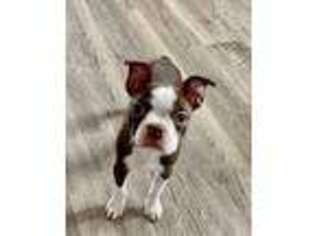 Boston Terrier Puppy for sale in Eau Claire, WI, USA