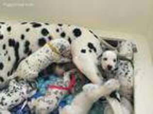 Dalmatian Puppy for sale in Herriman, UT, USA