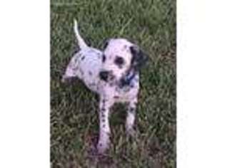 Dalmatian Puppy for sale in Edcouch, TX, USA