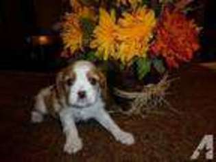 Cavalier King Charles Spaniel Puppy for sale in CONCORD, CA, USA