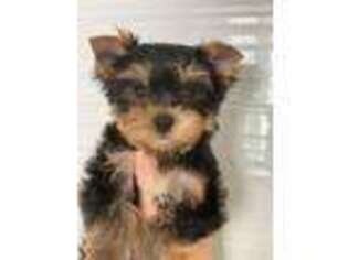 Yorkshire Terrier Puppy for sale in Wilmette, IL, USA