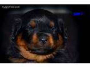 Rottweiler Puppy for sale in Goshen, OH, USA