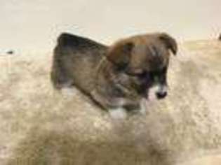 Pembroke Welsh Corgi Puppy for sale in Stratford, WI, USA