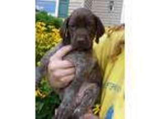 German Shorthaired Pointer Puppy for sale in Rexville, NY, USA