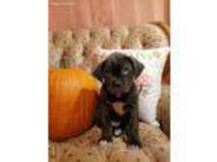 Cane Corso Puppy for sale in Norwood, MO, USA