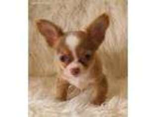 Chihuahua Puppy for sale in Trinity, TX, USA