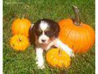 Cavalier King Charles Spaniel Puppy for sale in Stroudsburg, PA, USA