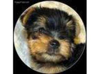 Yorkshire Terrier Puppy for sale in Statham, GA, USA
