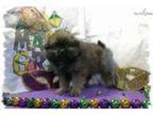 Pomeranian Puppy for sale in Nashville, TN, USA
